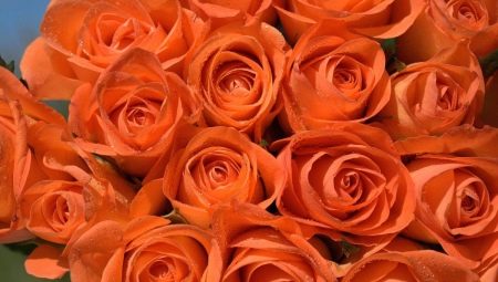 Оранжевые розы: разновидности и выращивание