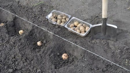 Особенности посадки картофеля под лопату