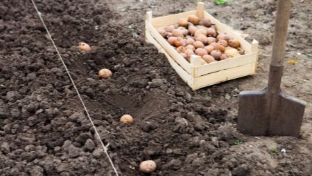 Особенности посадки картофеля в мае