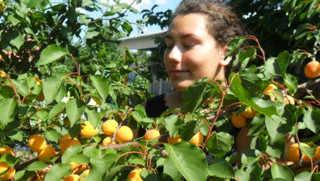 Особенности выращивания абрикоса в Подмосковье