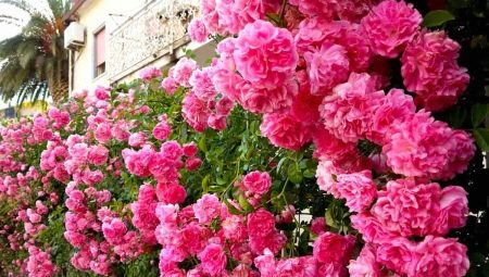 Плетистая роза: особенности выращивания