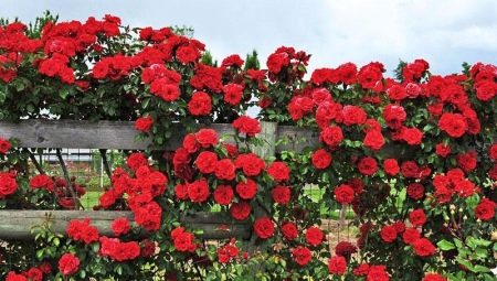 Роза «Флорентина»: описание и выращивание