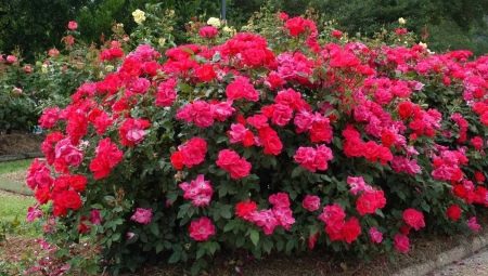 Розы-шрабы: описание и выращивание