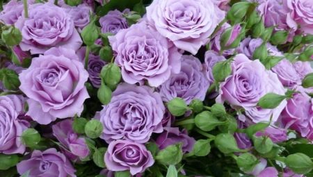 Все о сиреневых и фиолетовых розах