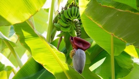 Банановая пальма: описание и выращивание