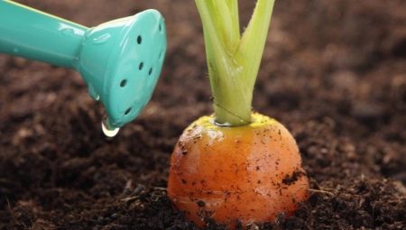 Чем подкормить морковь для роста?