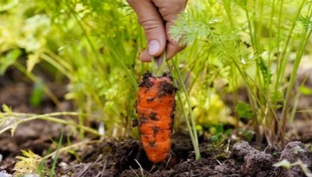 Что посадить после моркови?