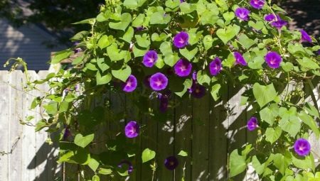Ипомея пурпурная: разновидности и выращивание