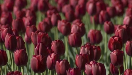 История происхождения тюльпанов