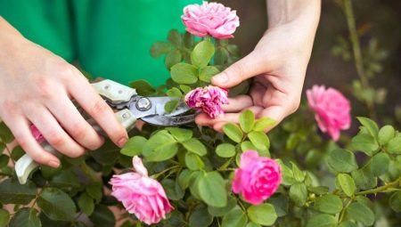 Как обрезать розы летом после цветения?