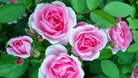 Канадские розы: описание и выращивание
