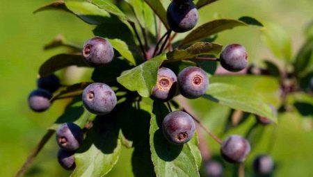 Кизильник черноплодный: описание и выращивание