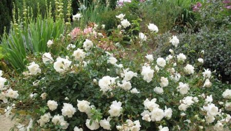 Маленькие розы: разновидности и выращивание