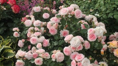 Jaké jsou různé odrůdy růží floribunda?
