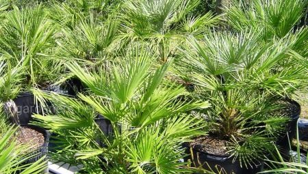 Пальма вашингтония: описание разновидностей и выращивание в домашних условиях