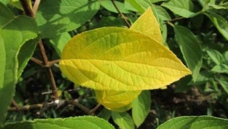 Почему у гортензии желтеют листья и что делать?