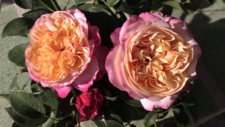 Розы Кордеса: разновидности и выращивание