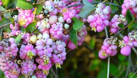Снежноягодник розовый: описание и выращивание