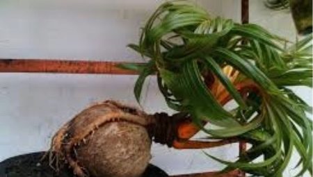 Выращивание кокосовой пальмы в домашних условиях