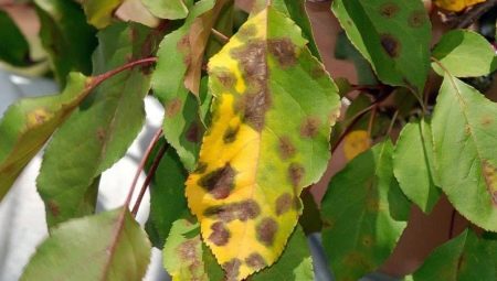 Желтеют листья у черноплодной рябины: причины и лечение