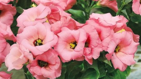 Эустома розовая: описание и выращивание