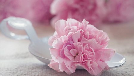 Гвоздика розовая: описание и выращивание