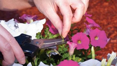 Как прищипывать петунию для обильного цветения?