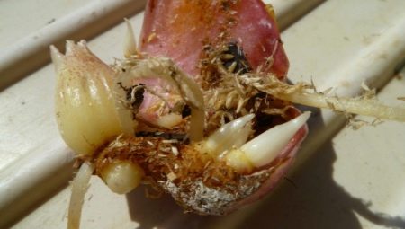 Как размножить лилии чешуйками?