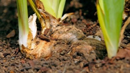 Как сажать ирисы весной в открытый грунт?