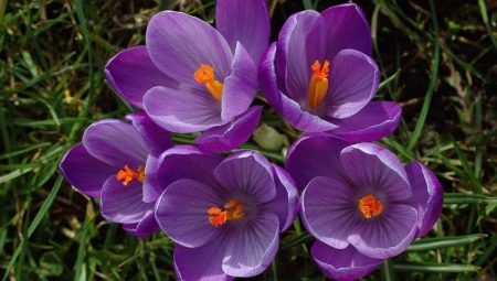 Крокус: описание цветка, разновидности и выращивание
