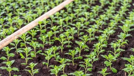 Особенности выращивания хризантемы из семян