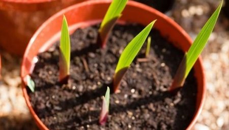 Pěstujte gladioly v místnosti do května