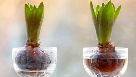 Правила выращивания тюльпанов дома в воде