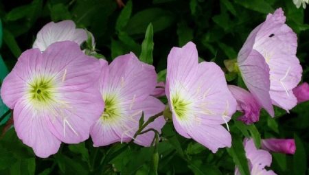 Энотера розовая: описание и выращивание