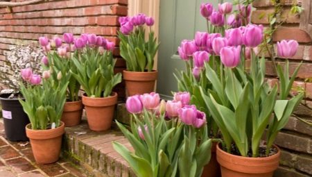 Особенности выращивания тюльпанов дома в горшке