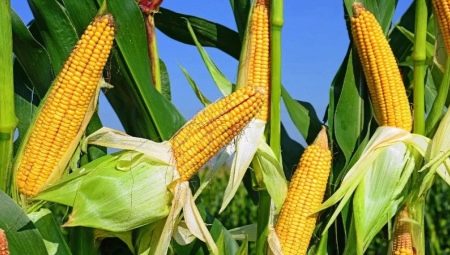 Чем подкормить кукурузу?