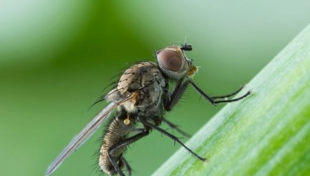 Как бороться с луковой мухой народными средствами? 