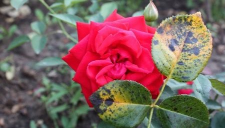 Как избавиться от черных пятен на листьях роз?