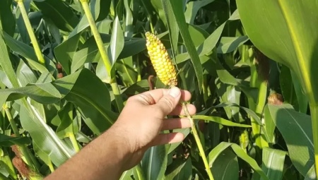 Как растет кукуруза и как ее вырастить? 