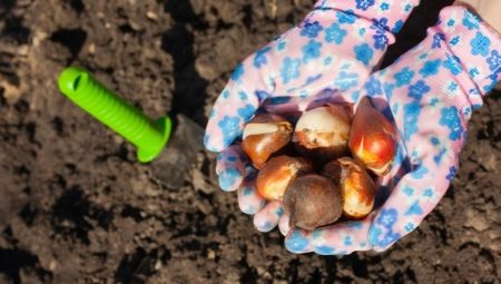Как сажать и хранить луковицы тюльпанов?