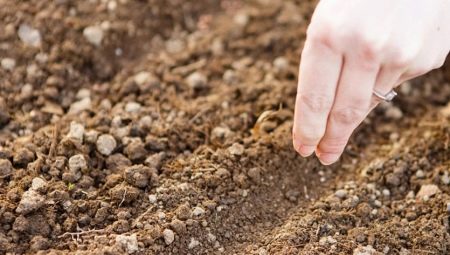 Как сажать укроп в открытый грунт семенами?