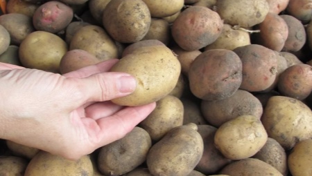 Как выглядит семенной картофель и как его хранить?