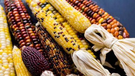 Какой бывает декоративная кукуруза и как ее выращивают?