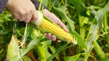 Когда созревает кукуруза?