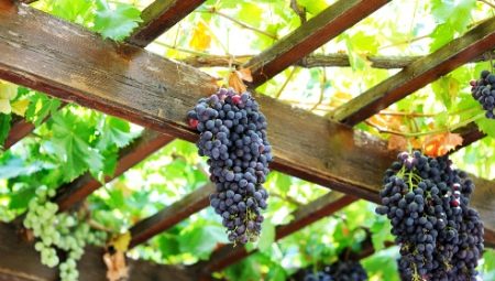 Все, что нужно знать о беседках для винограда