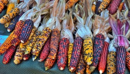 Все, что нужно знать о цветной кукурузе