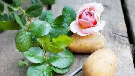 Выращивание розы в картофеле