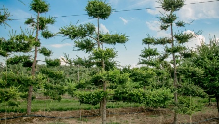 Обрезка деревьев в стиле ниваки
