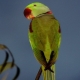 Александрийский попугай: описание, содержание и разведение