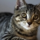 Американская жесткошерстная кошка: особенности породы